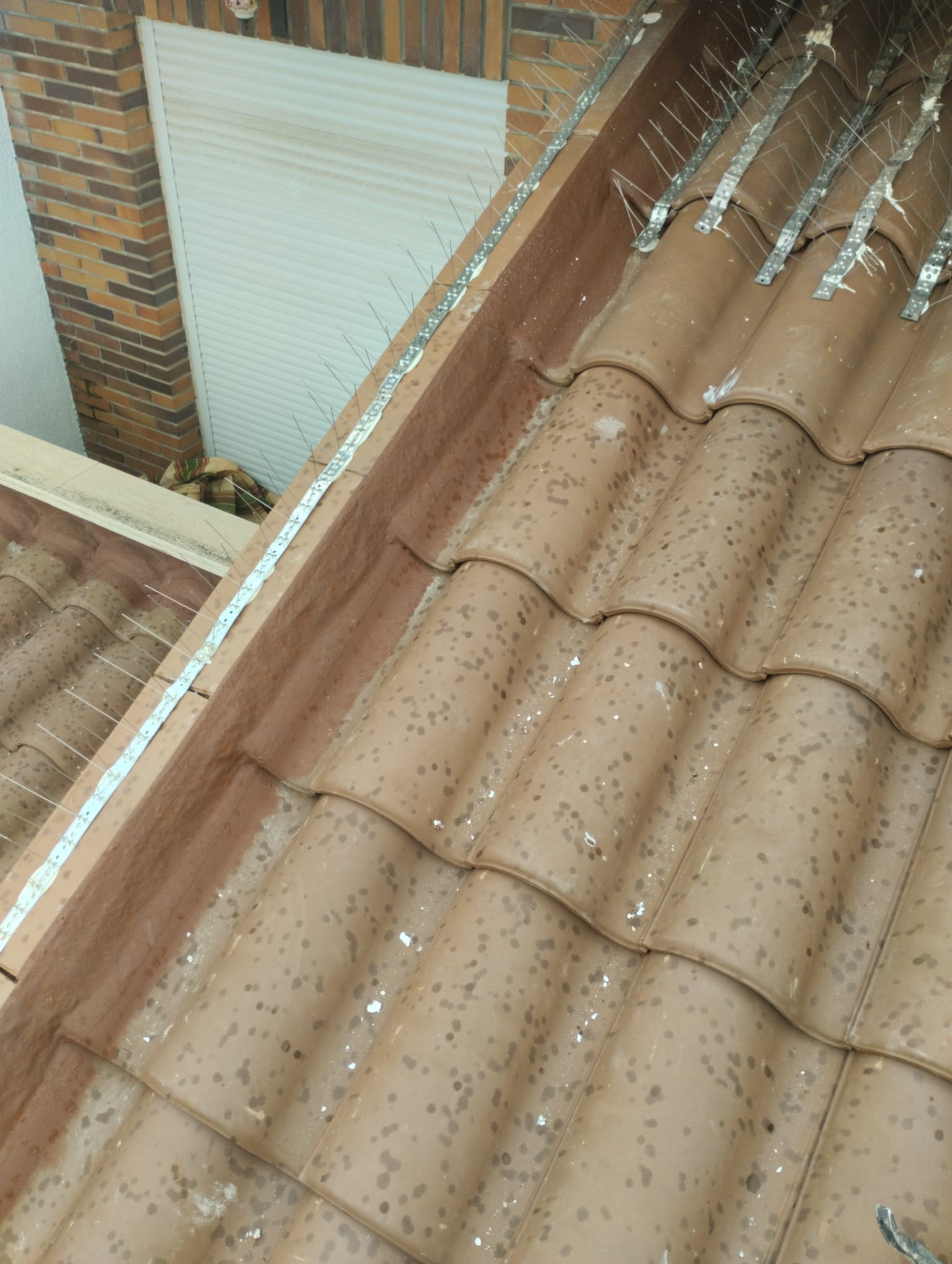 canalones económicos